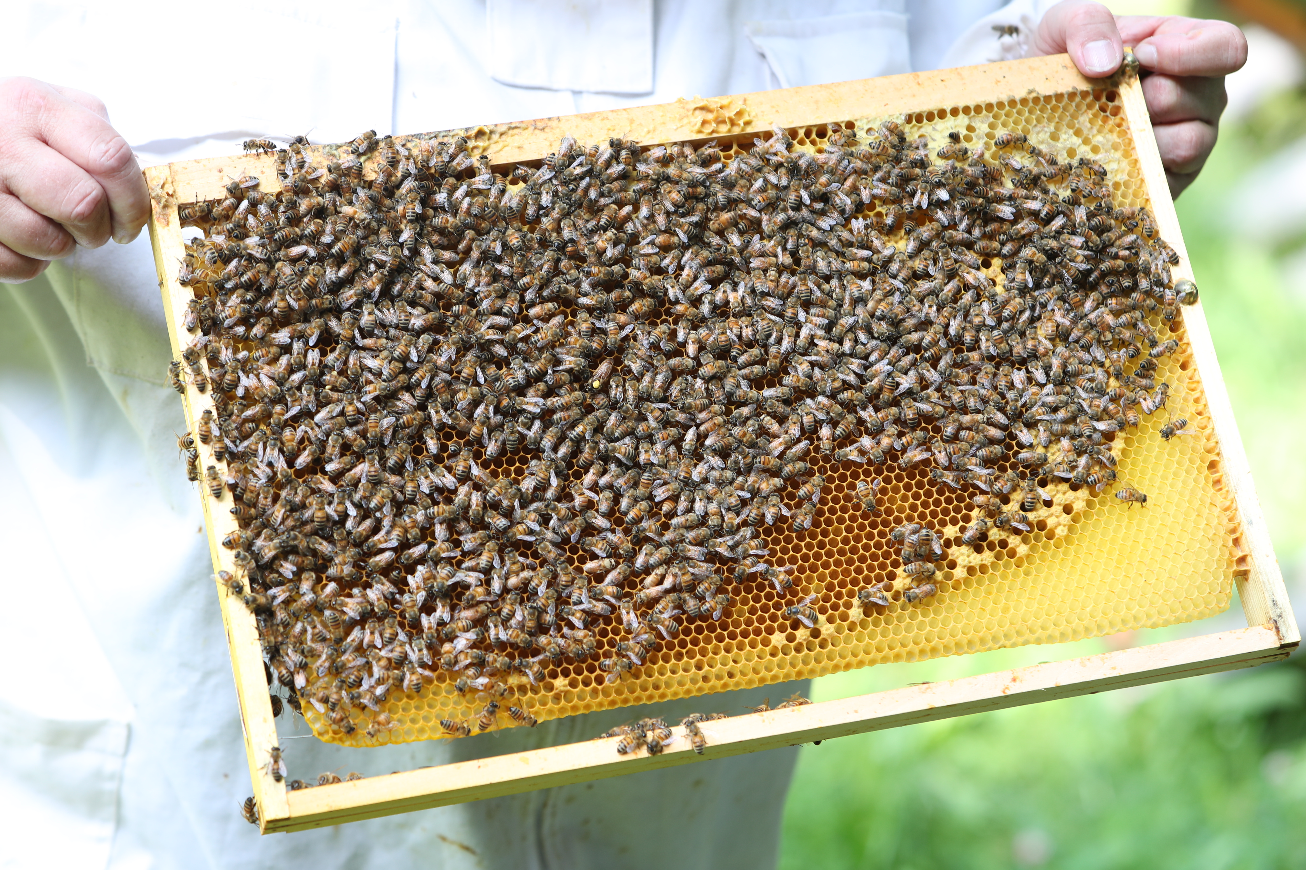 Imkerin hält Bienenwabe mit Bienen