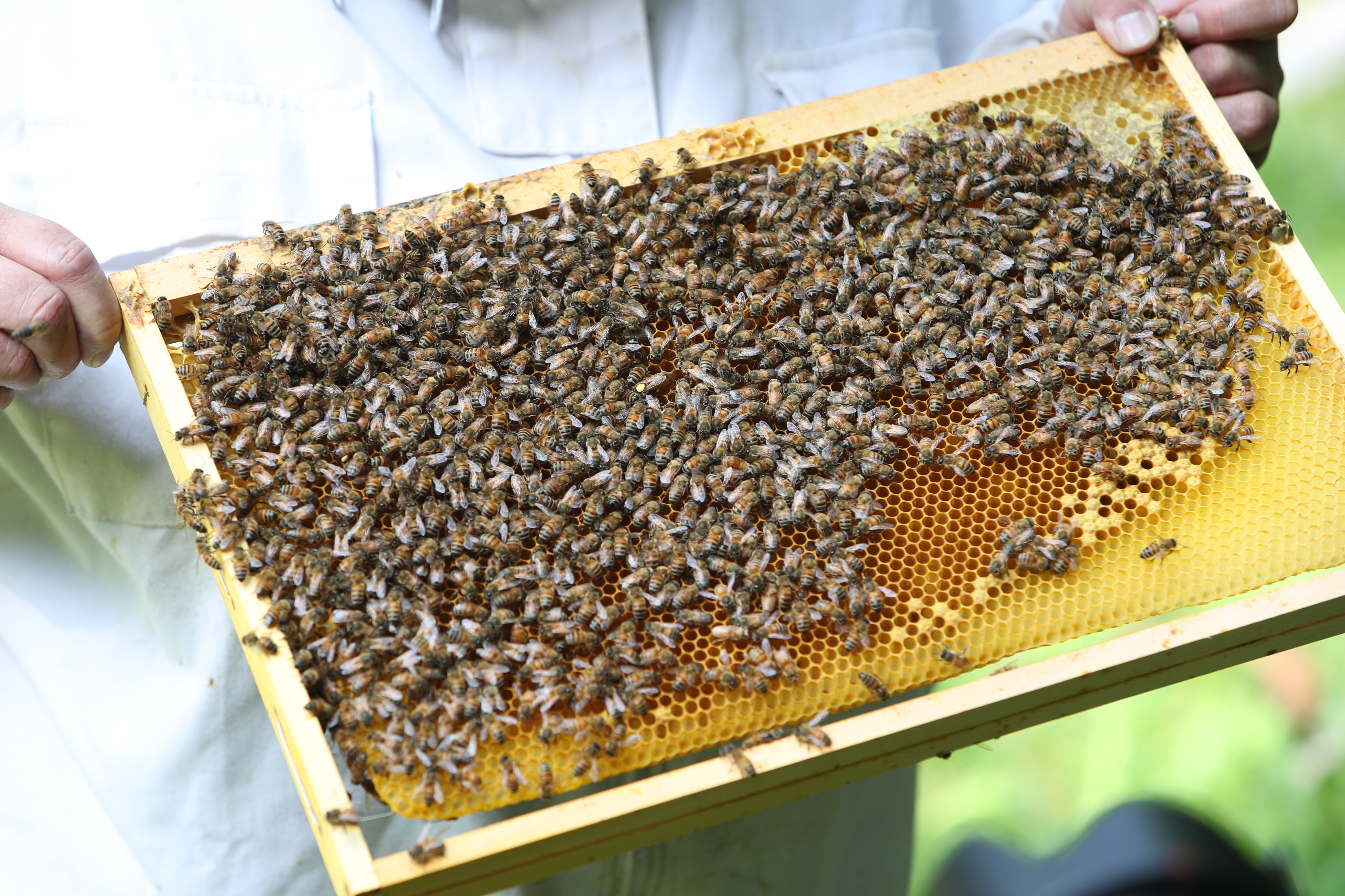 Kastenrahmen mit Bienenvolk