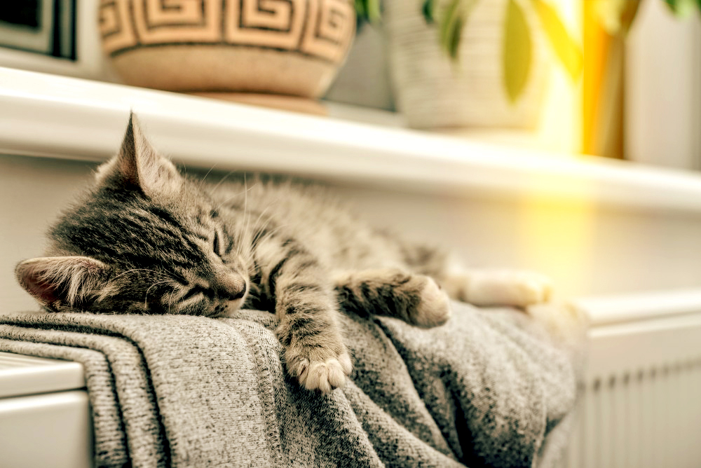 Kitten schläft auf einer Heizung