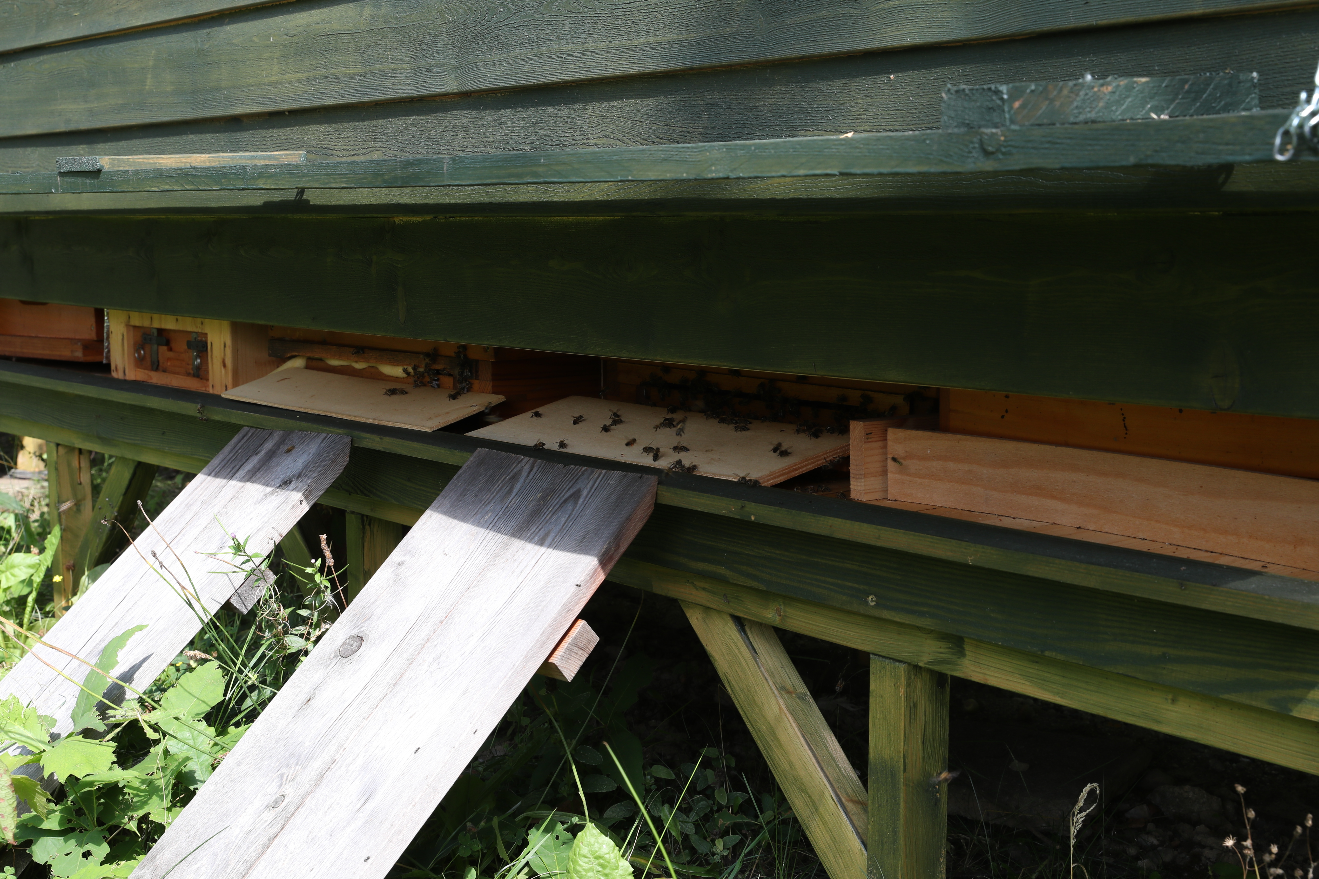 Landezone und Eingan eines großen Bienenstocks