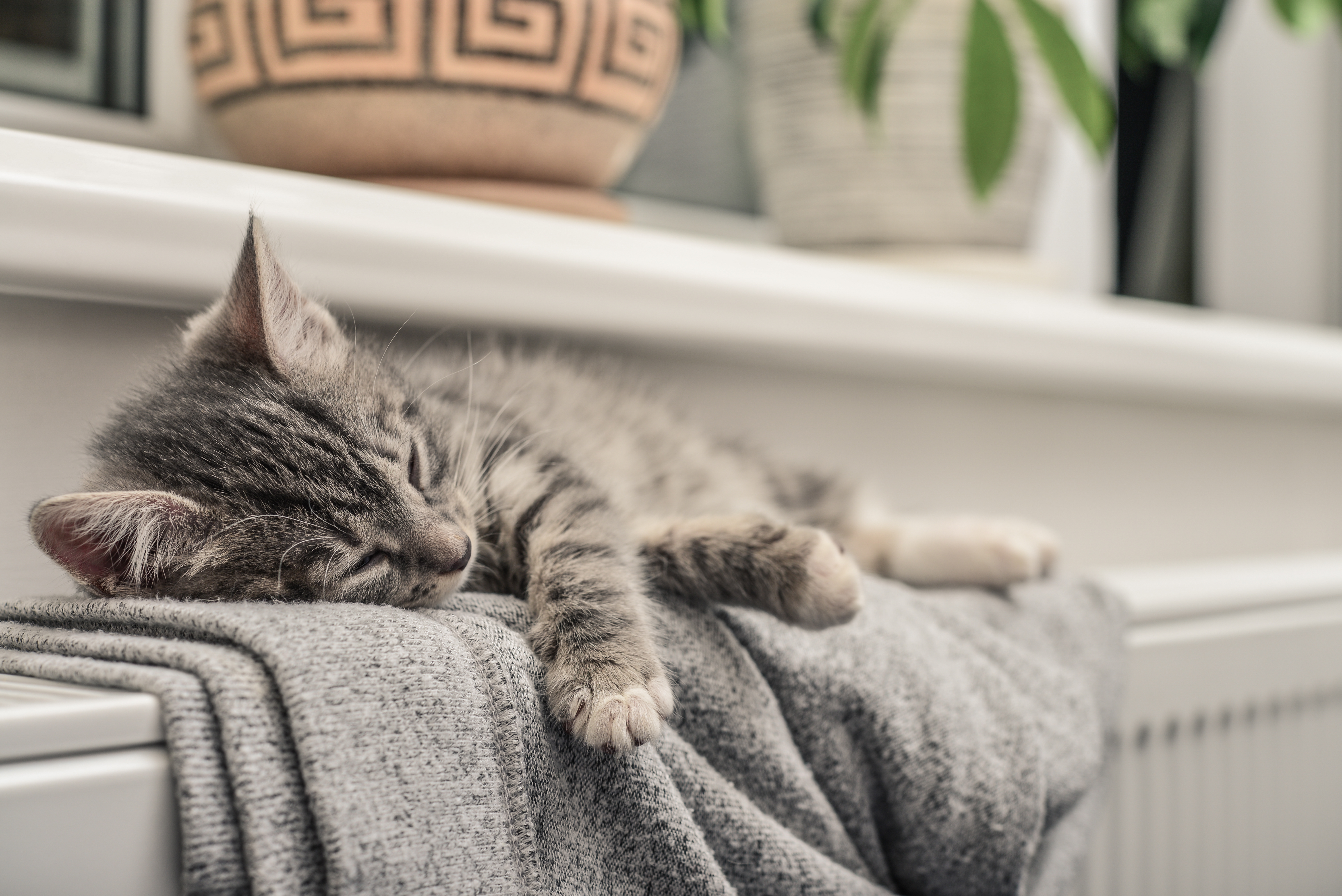Kitten schläft auf einer Heizung