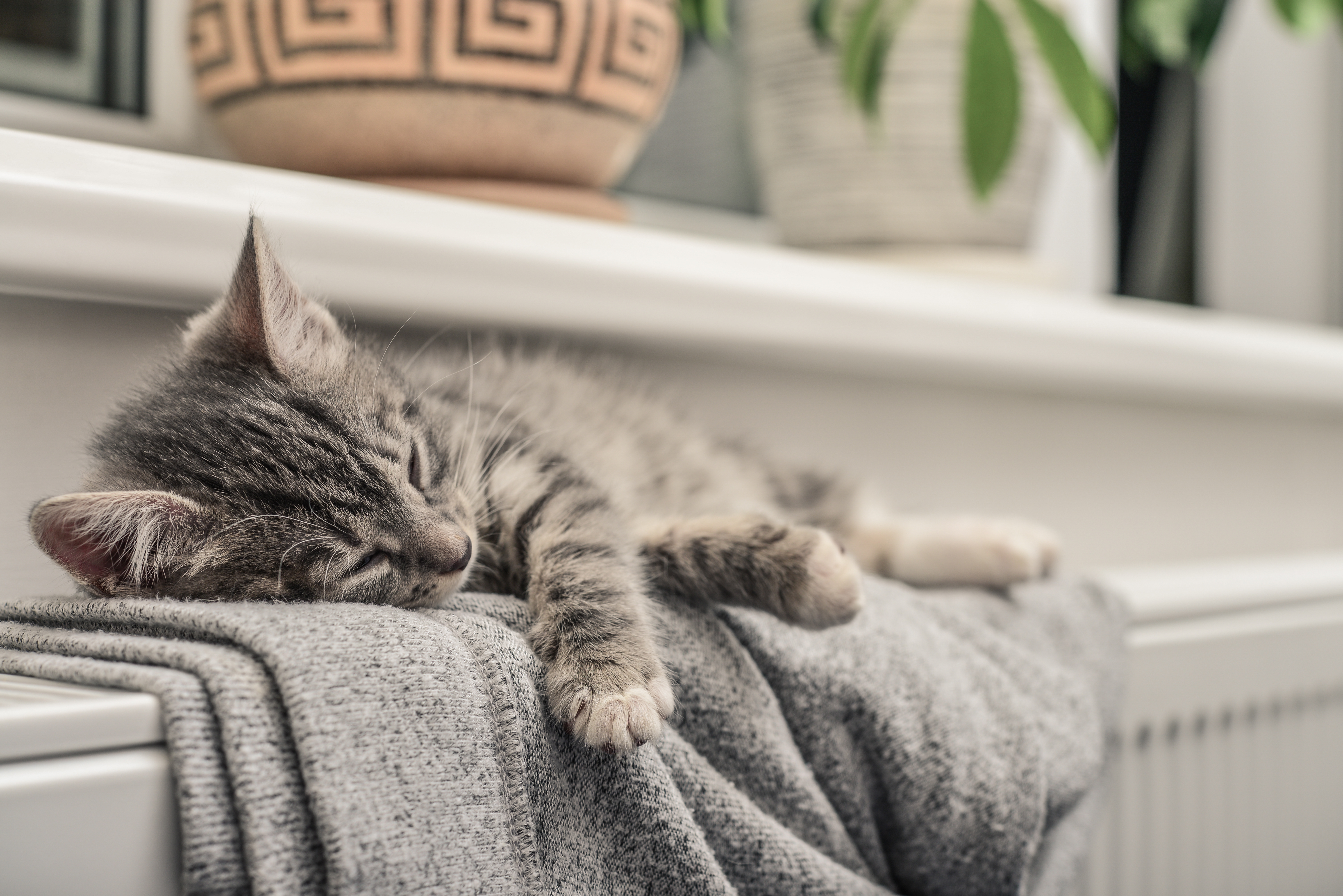 Kleine Katze liegt auf der warmen Heizung