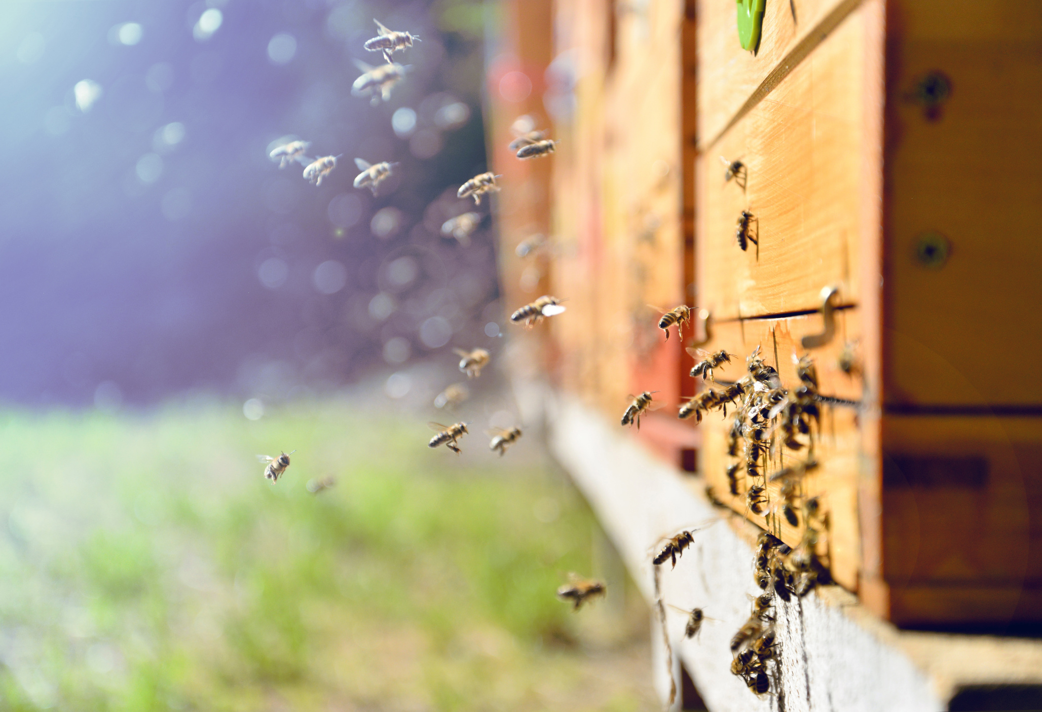 Bienen die in den Eingang eines Bienenstockes fliegen