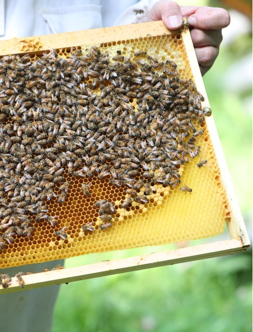 Kastenrahmen mit Bienen
