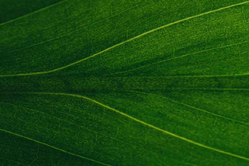 Nahaufnahme und Ausschnitt eines grünen Blattes